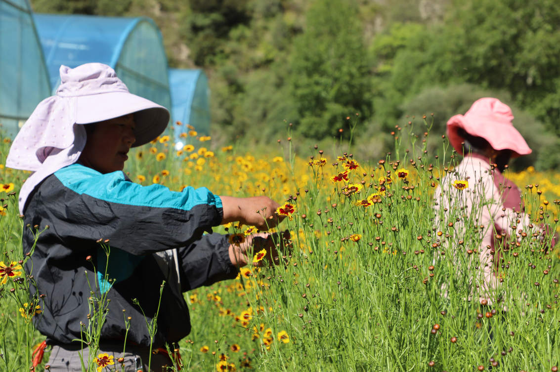 支持擴大雪菊種植300畝、藜麥200畝，助力當?shù)厝罕娫鍪? class=