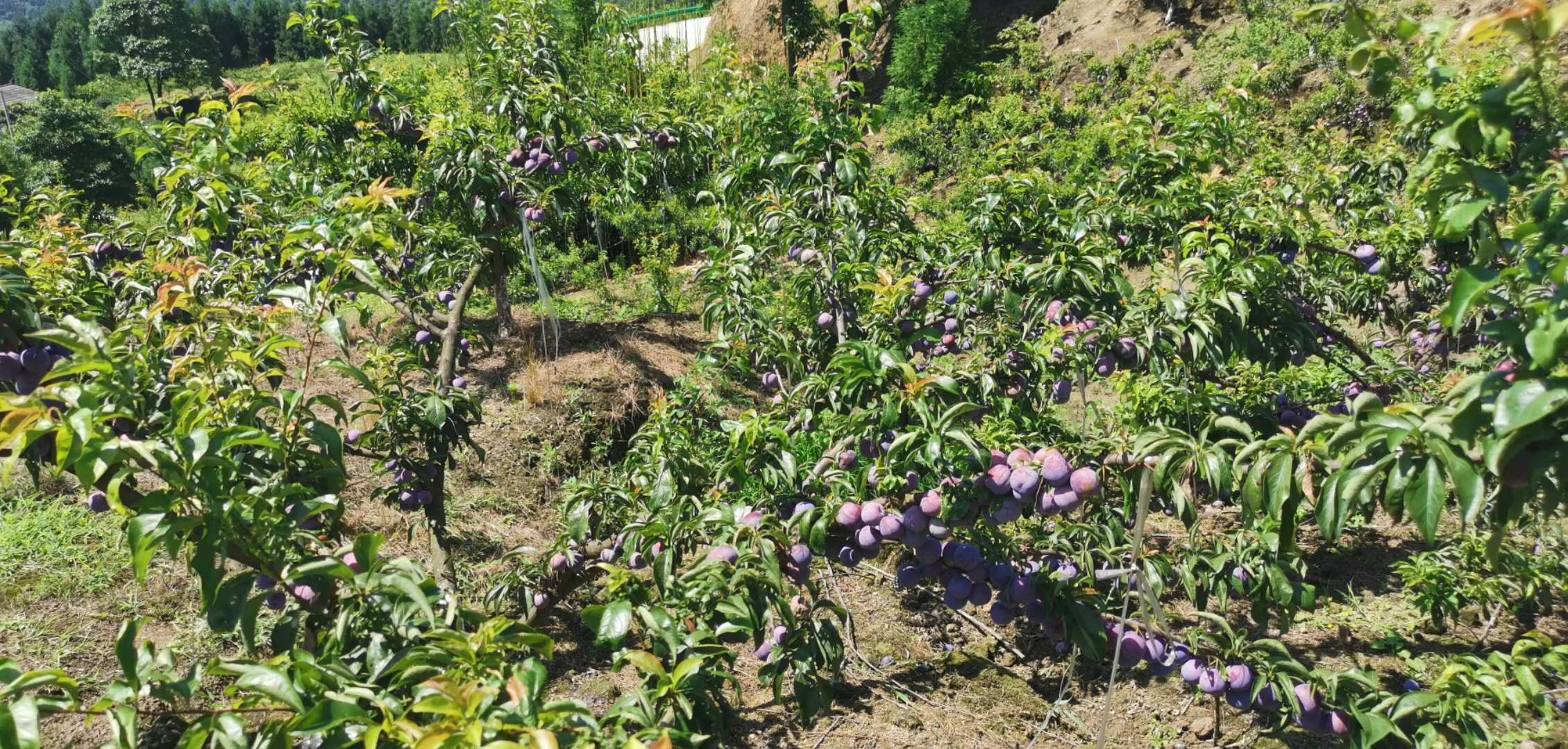 馬邊后池村脆紅李